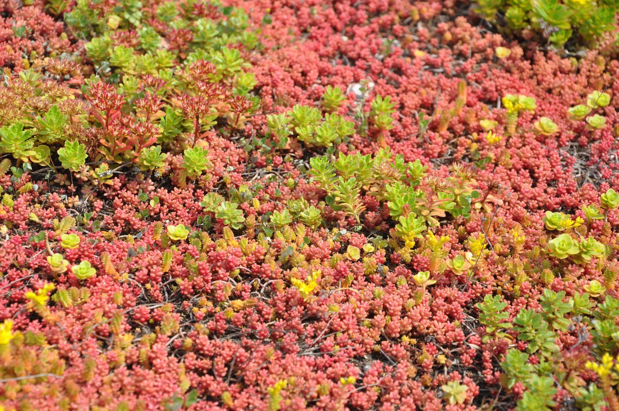 Sky Tower - zdjęcie 1